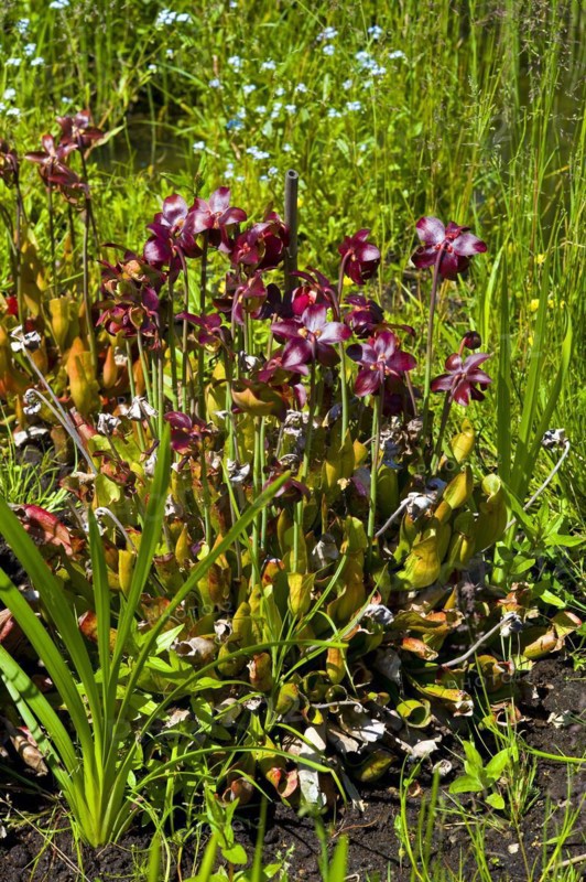 Carnivorous plant