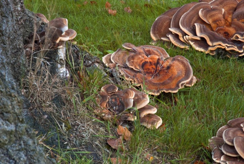 Colony of tree fungi Herber Knaeuling