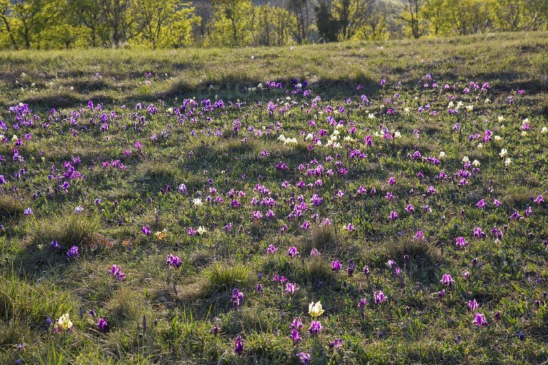 Purple and yellow pygmy irises