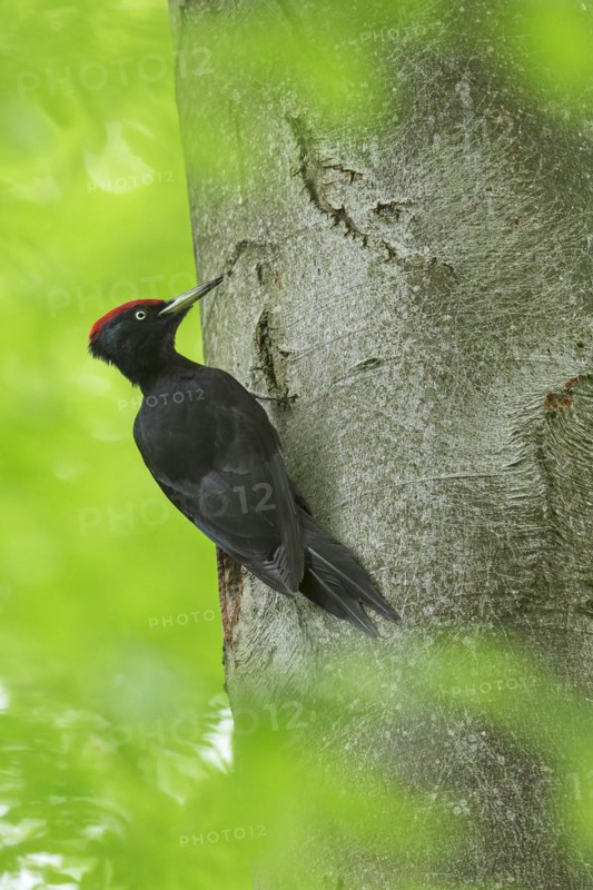 Black woodpecker