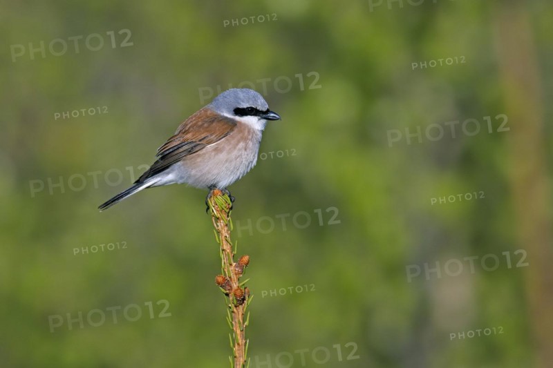Red-backed shrike