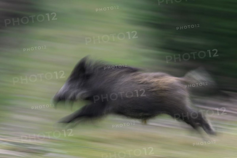 Wild boar