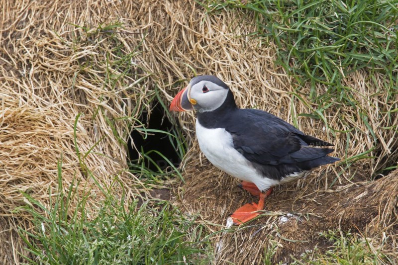 Atlantic puffin
