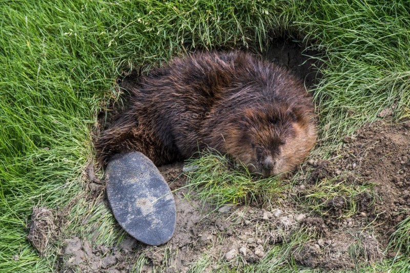 Eurasian beaver
