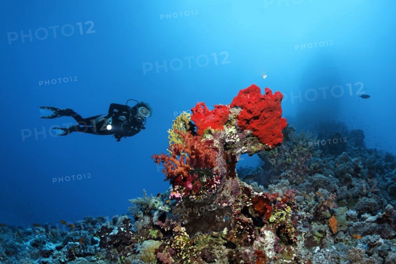 Diver hovering over coral reef looking at coral stick with various corals and sponge