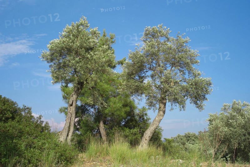Olive trees