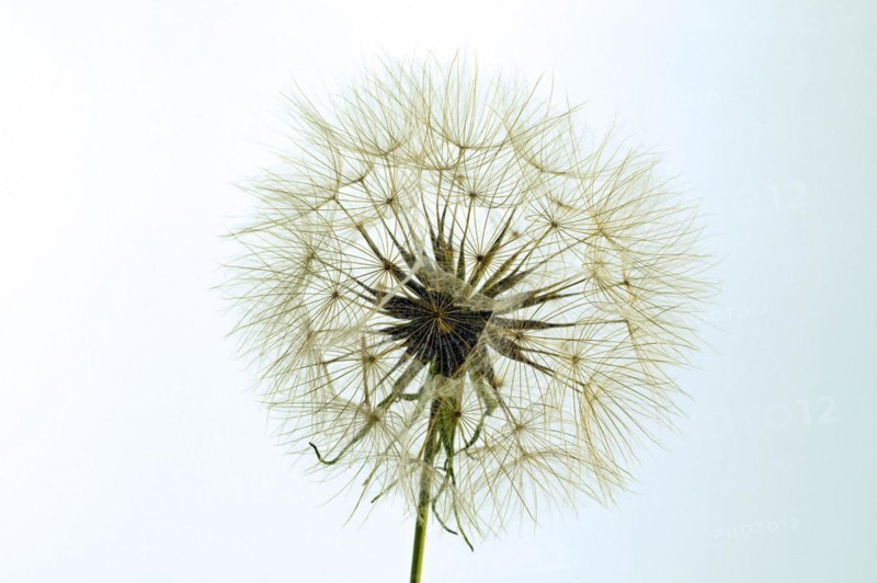 Seed stand from a goats beard