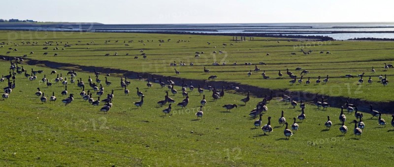 Brent Geese