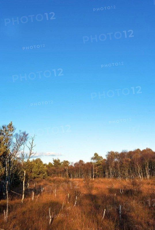Bog birches in the Teufelsmoor
