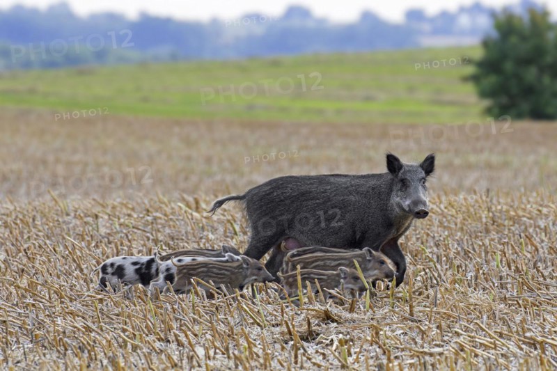 Wild boar