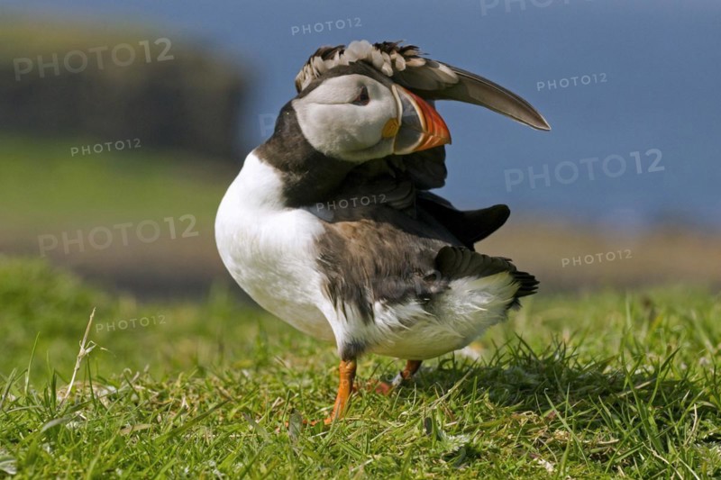 Atlantic Puffin