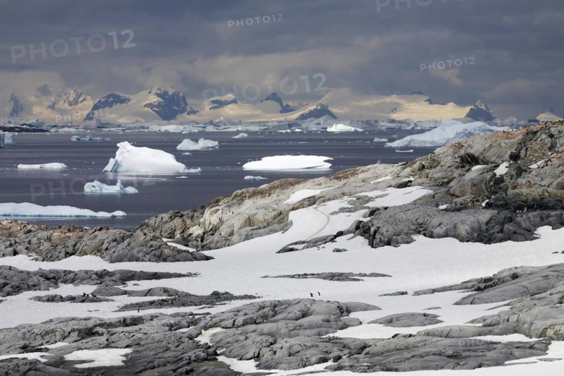 Gentoo Penguins