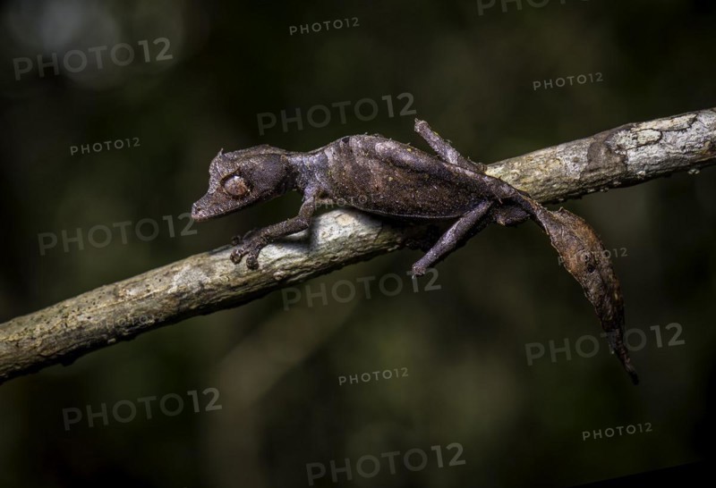 A leaf-tailed gecko