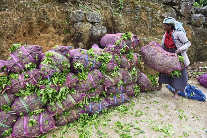 Tea pickers at the tea collection point