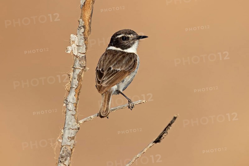 Canary islands stonechat