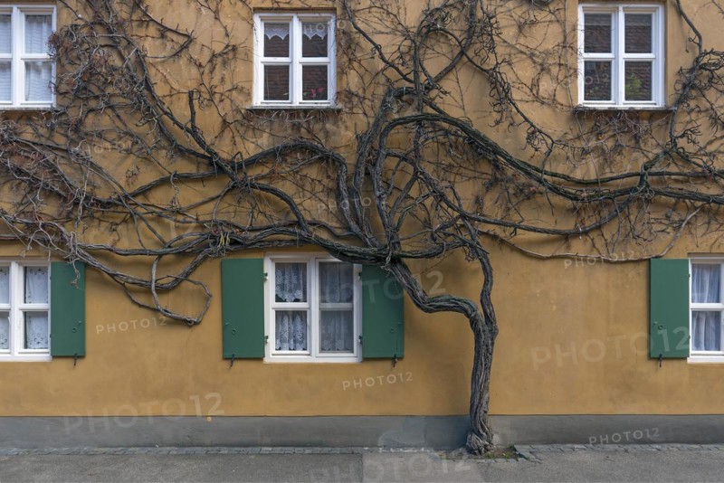 Wild vines on the house in the Jakob Fugger settlement