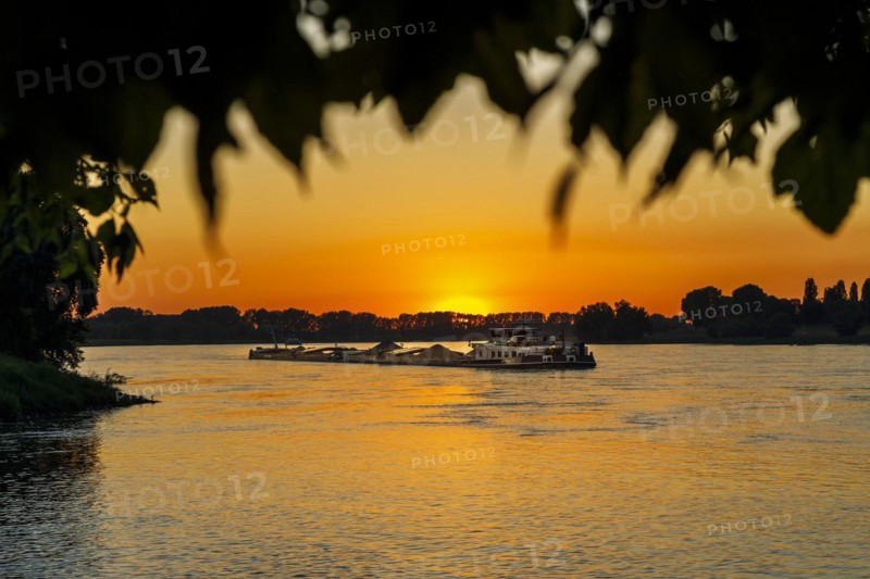 Freighter on the Rhine in the evening