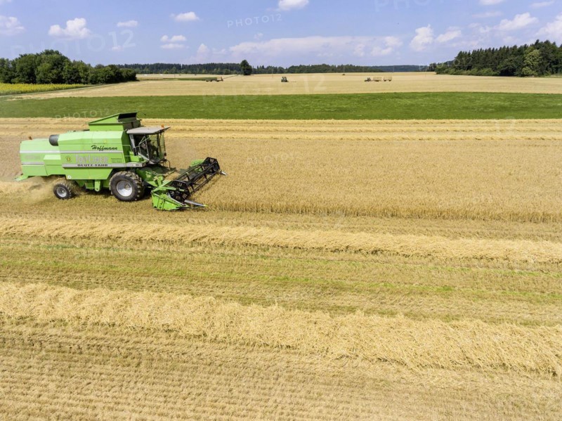 Grain harvest