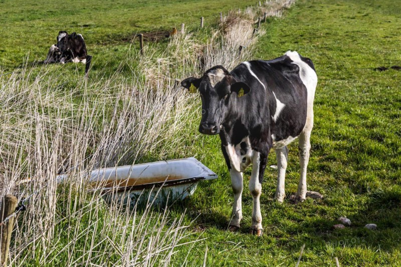Herd of dairy cows in the meadow