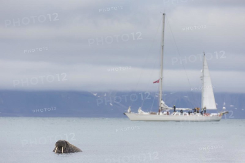 Tourists watching male walrus