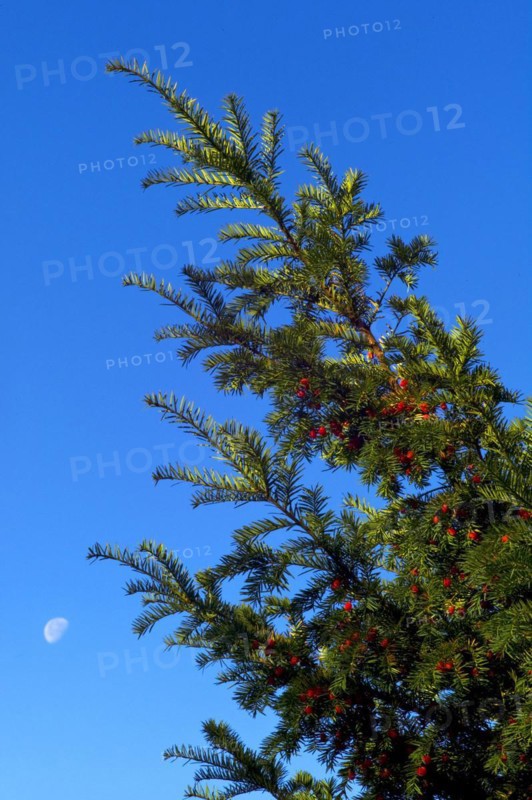English yew