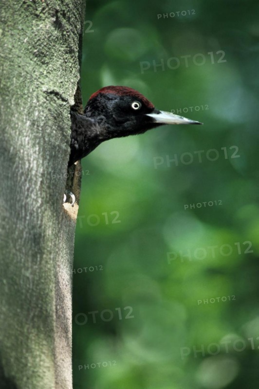 Black woodpecker