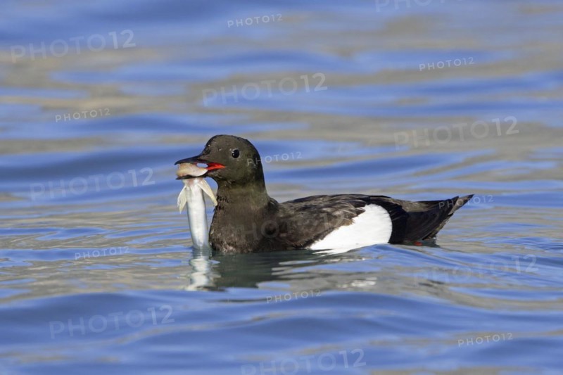 Black guillemot