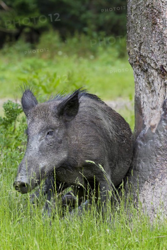 Wild boar