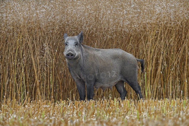 Solitary wild boar