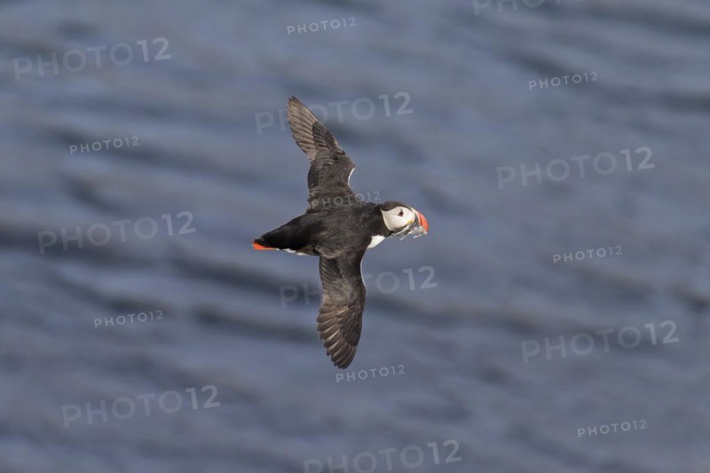 Atlantic puffin