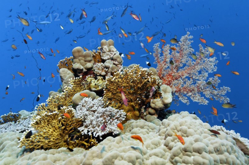 Small group of different hard corals