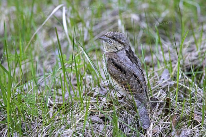 Eurasian wryneck