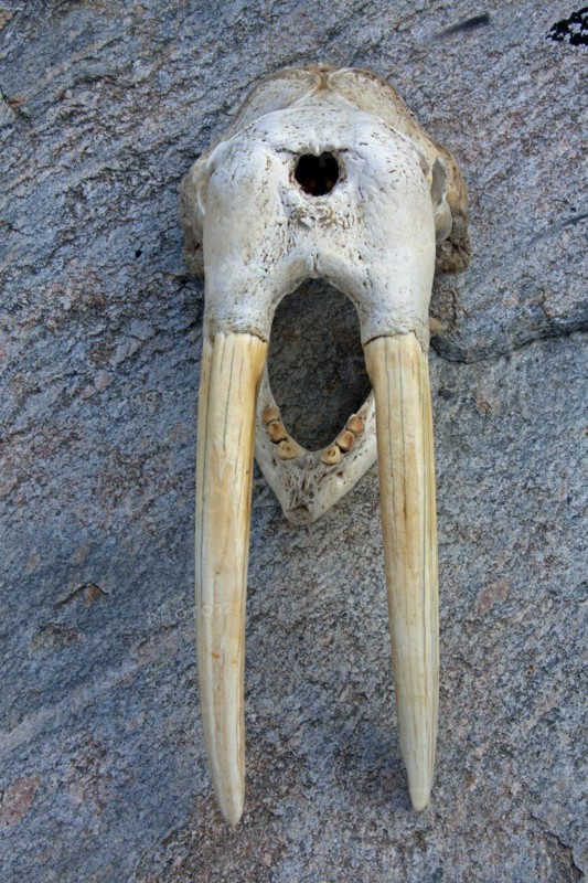 Walrus