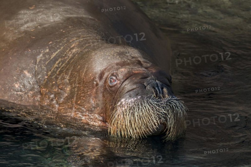 Walrus