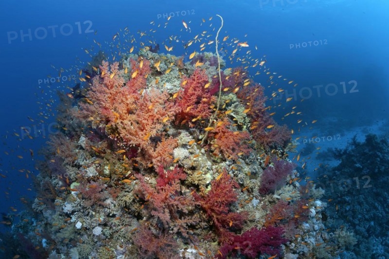 Coral block on coral reef