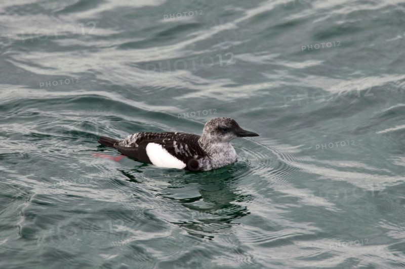 Black Guillemot
