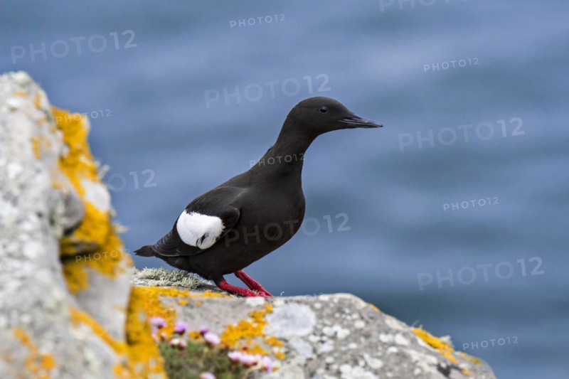 Black guillemot