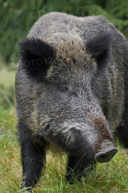 Wild boar