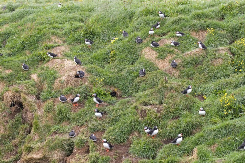 Atlantic puffins