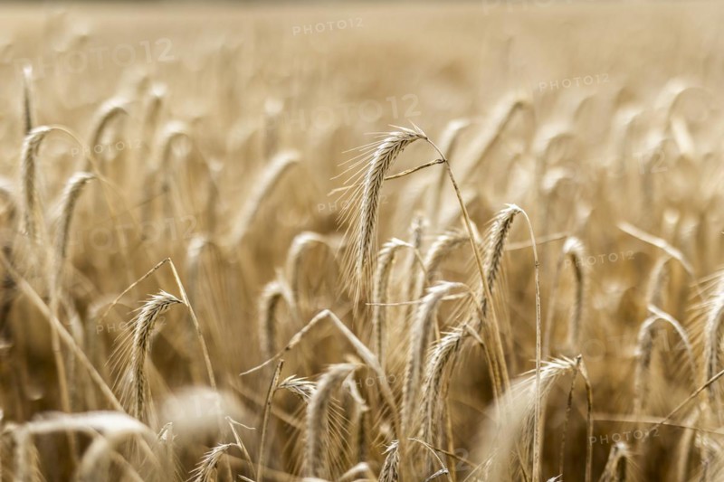 Barley in a field