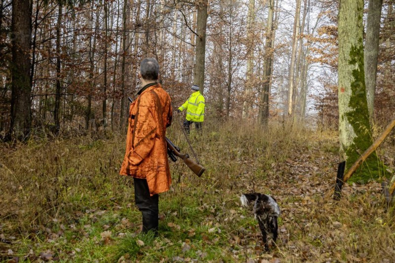 Driven hunt by hunters and beaters in Schoenbuch nature park Park
