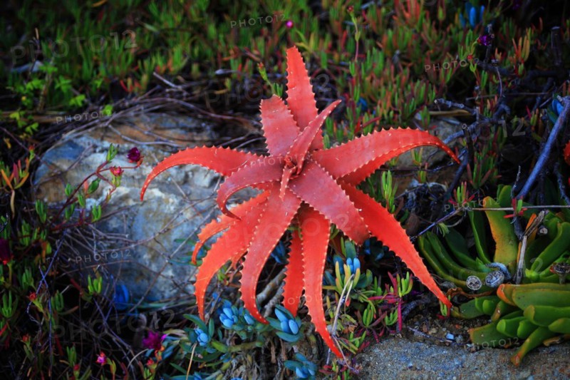Pallanca exotic garden
