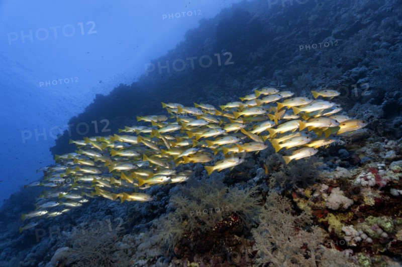 Shoal of fish