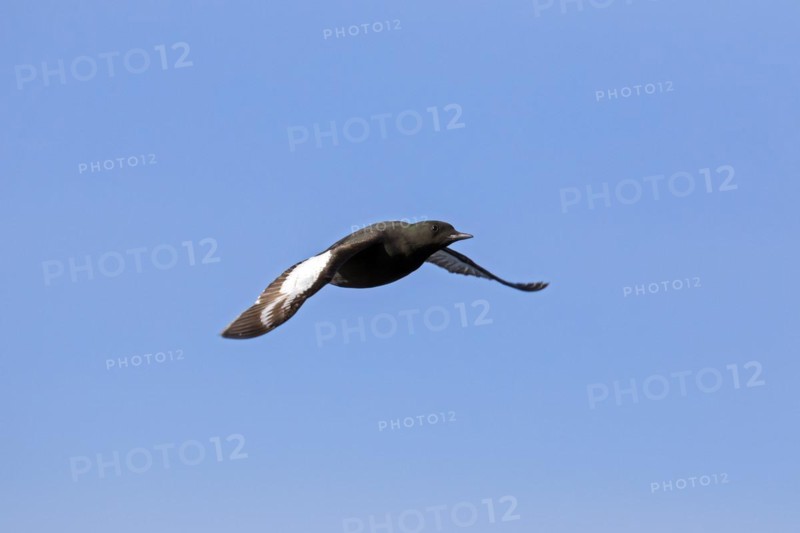 Black guillemot