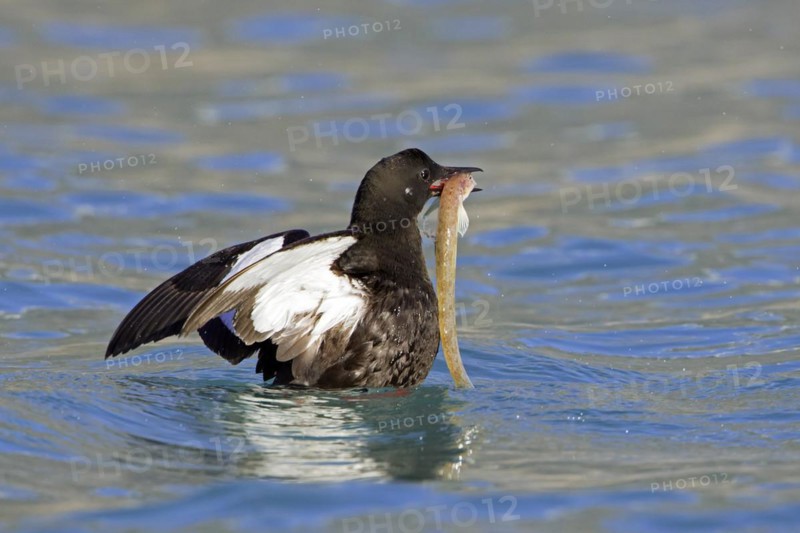 Black guillemot