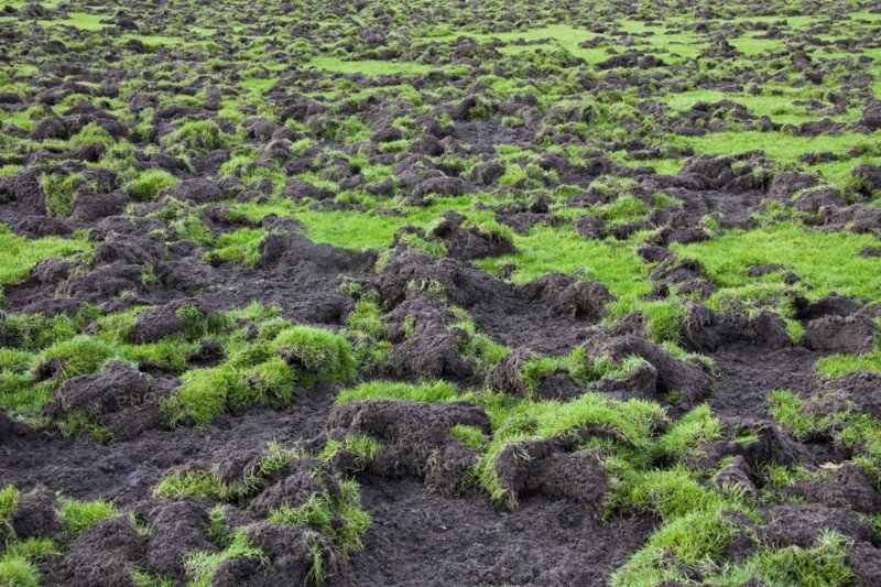 Ruined football field