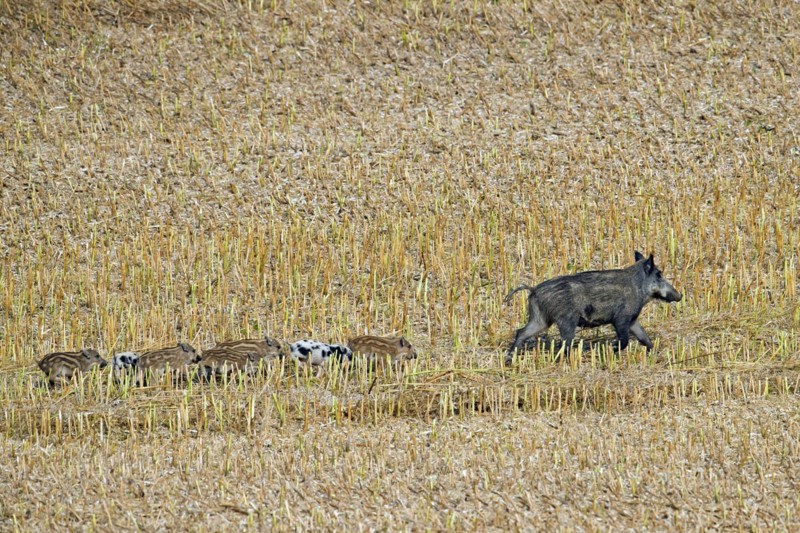 Wild boar