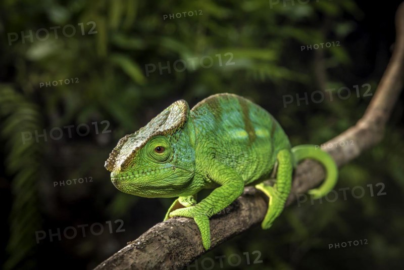 A semi-adult male parson chameleon