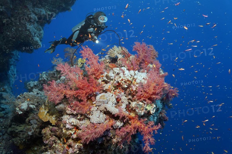 Diver looking at coral block densely covered with Klunzingers soft coral