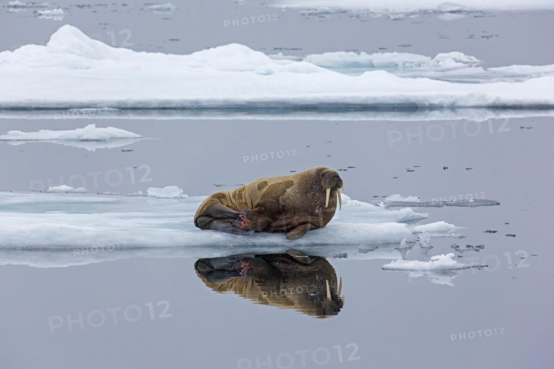 Walrus